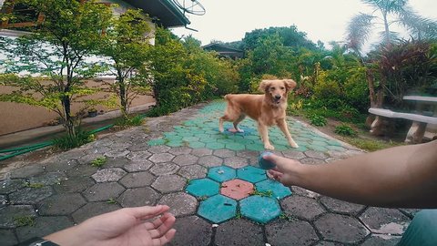 POV man playing with dog, dog jumps fail play ball