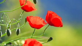 Poppy field flowers nature spring background. Blooming Poppies over blue sky on wind. Rural landscape with red wildflowers. 4K UHD video 3840X2160
