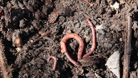 Close-up of worms moving over dirt