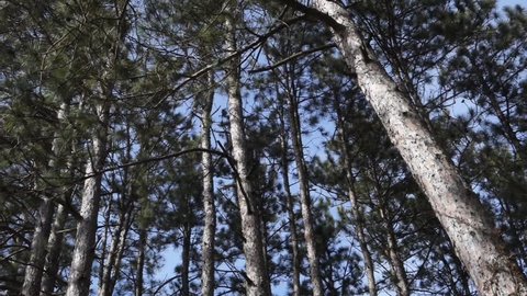 A stand of tall pine trees swaying in a breeze on a sunny afternoon, for themes of flexibility, longevity, and nature