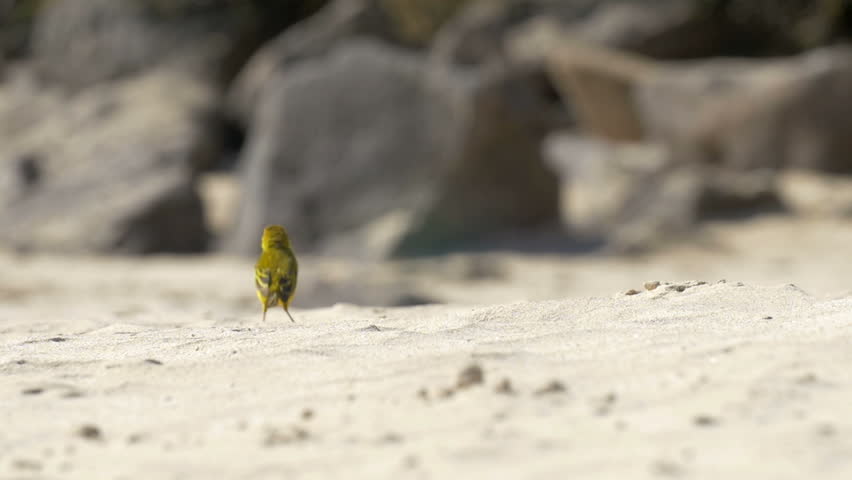 Yellow warbler on the beach
Beautiful shot of Yellow warbler on the beach