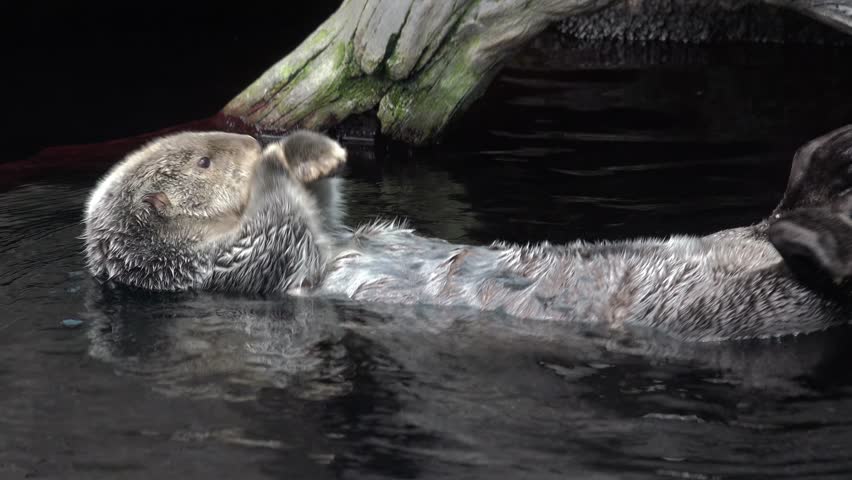 Kalan Sea otter (Enhydra lutris) swim on his back in water
