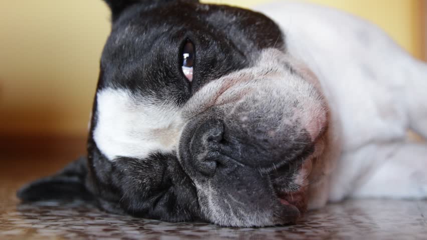 Tired french bulldog falls asleep - different shots - sequence | Shutterstock HD Video #26423108
