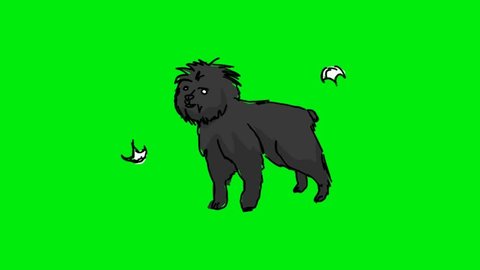 dog on a green screen