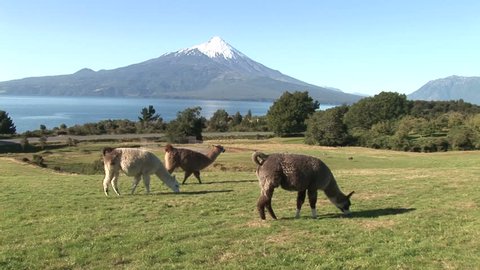 Llamas running on a field in Alerce Andino National Park, Chile