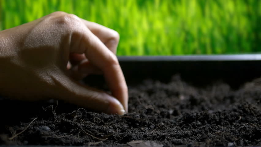 Hand plant seedling | Shutterstock HD Video #26426738