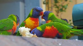 Feeding Rainbow Lorikeet Parrots On Street Of Sydney