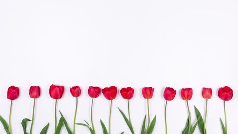 Tulips Grow on a White Background. Red Flowers Appear on the Holiday.4K. Stop Motion Animation. Top View.