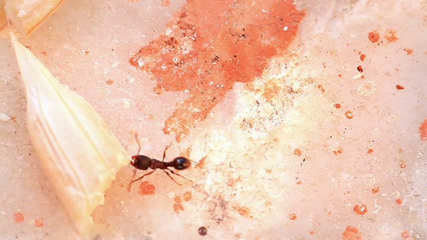 An ant pulling apart the seed
