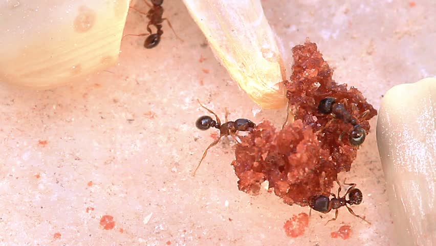 Close-up of black ants eating
