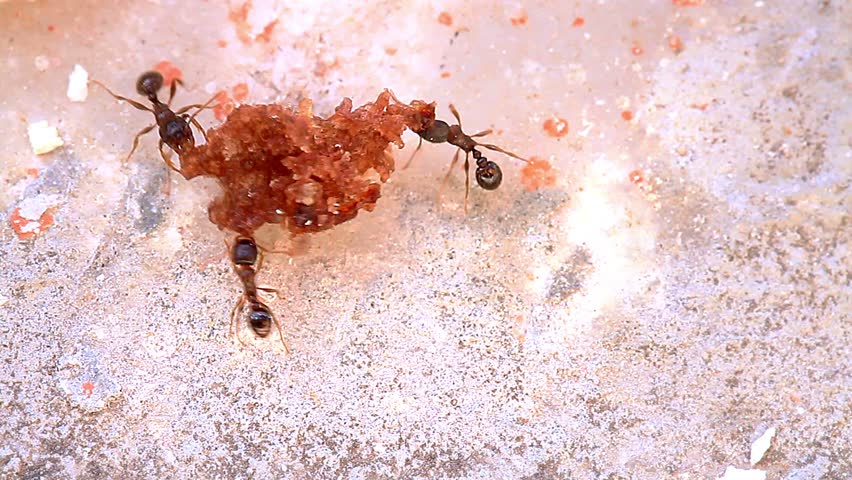 Three of ants bring home a piece of food through teamwork.
