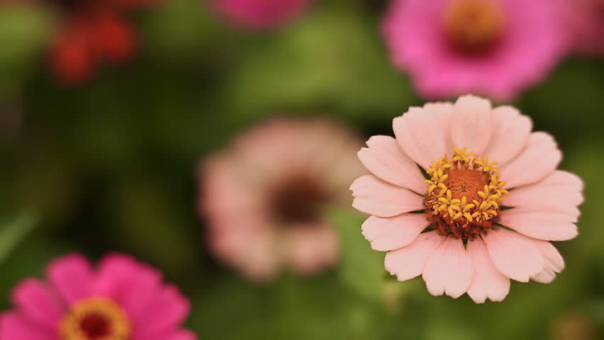 A delicate flower is large against a multitude of flowers. Close-up