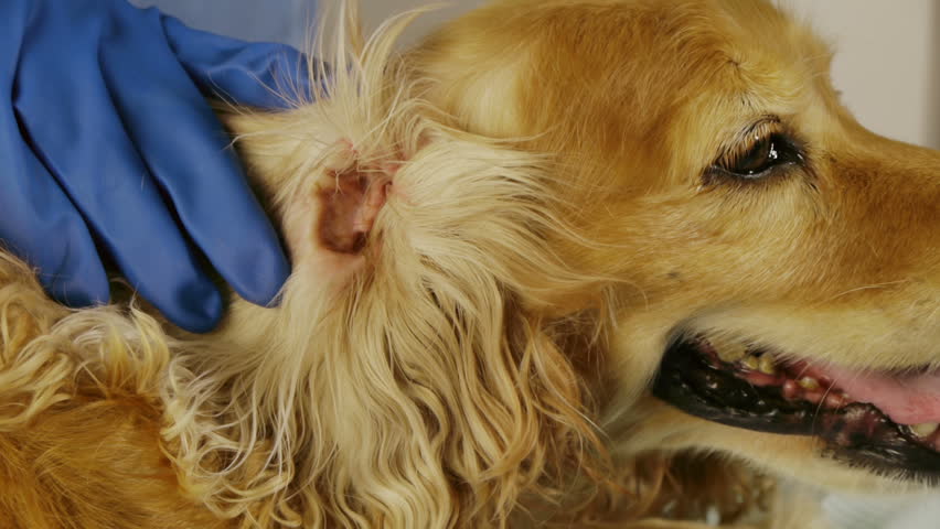 cocker spaniel ear wash