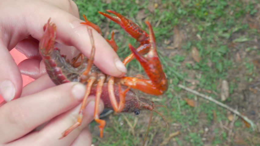 A small girl strokes the belly of a Louisiana crawfish with her finger. This creole delicacy is traditionally cooked at Lowcountry crayfish boils in the springtime at backyard social gatherings.