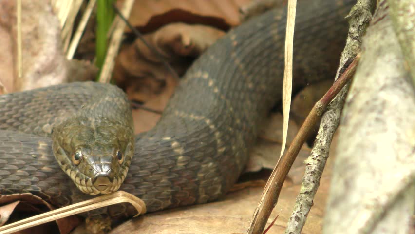 Northern Water Snake - Nerodia sipedon image - Free stock photo ...