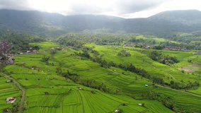 Aerial video in an amazing landscape rice field on Bali, Indonesia
