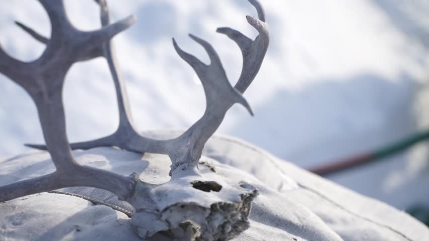 northen deer