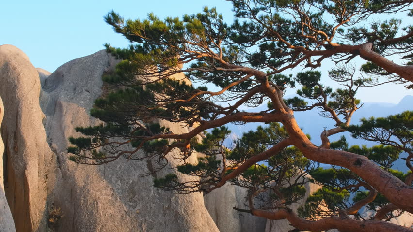 Pine tree and rock cliff on sunset at Ulsanbawi peak, Seoraksan National Park, South Korea