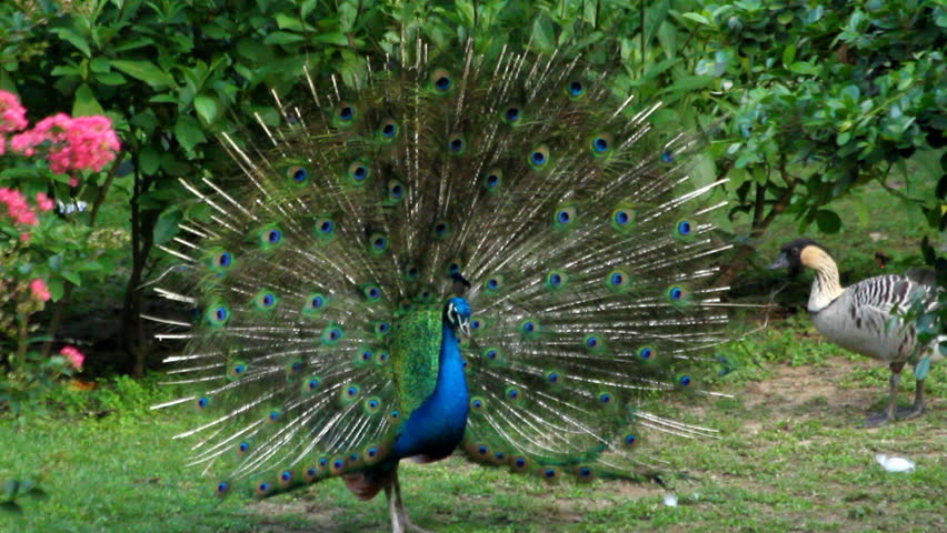 male peacock displaying plumage