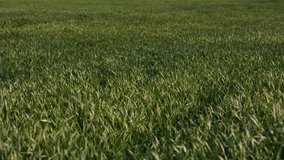 Russia, HD video. The wind shakes the green stalks of wheat sprouts in the endless fields of the steppe.