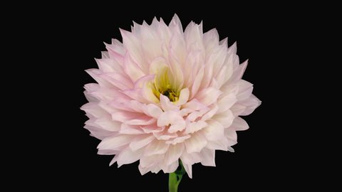 Time-lapse of dying pink dahlia 6b3 in RGB + ALPHA matte format isolated on black background
