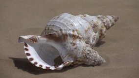 High quality video of shell on the sand in real 1080p slow motion 250fps
