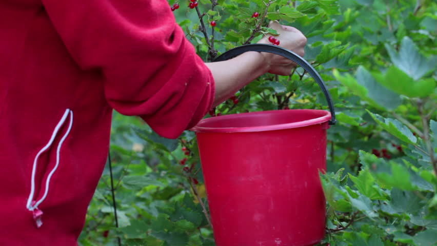 A woman collects red currants in a bucket, closeup