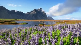 Splendid summer view of Blooming lupine flowers on the Stokksnes headland on southeastern Icelandic coast. Iceland, Europe. Full HD video (High Definition).