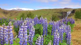 Blooming lupine flowers near majestic Skogafoss waterfall in south Iceland, Europe. Colorful summer landscape in the country. Full HD video (High Definition).