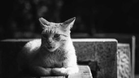Kitty cat on a bench in the park black & white stock video