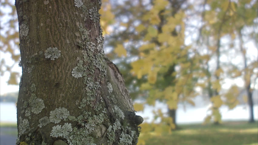 A woman behind a tree trunk