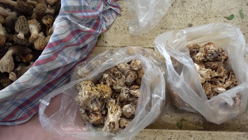 4K Natural just collected mushrooms of two types for sale
