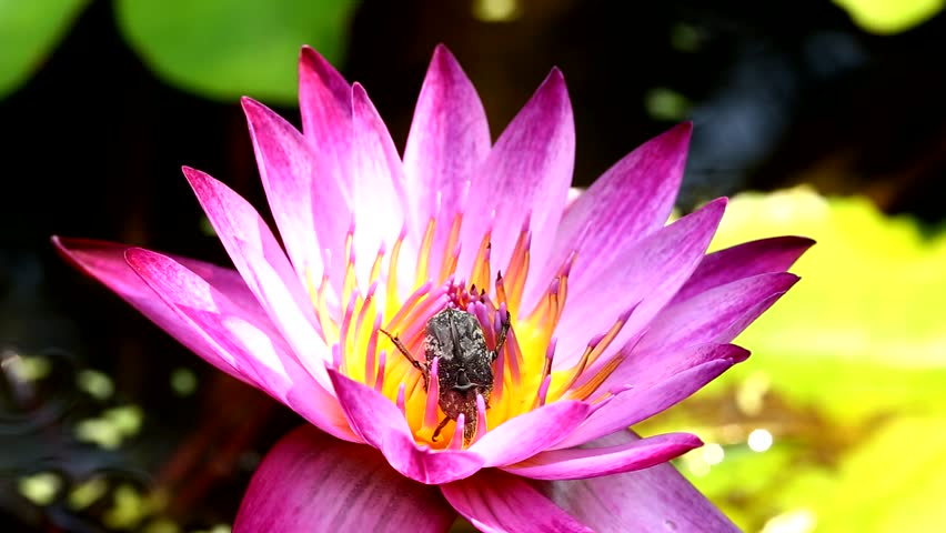 Bug eating pollen of lotus flower