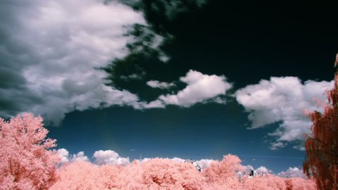 white clouds, dark blue sky and pink trees, infrared time lapse