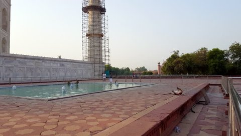 INDIA - CIRCA JUNE 2016 - Monkeys play and bathe in Taj Mahal pool water tank, Agra, India