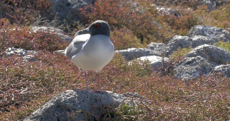 Swallow Tails Gull standing on Rock