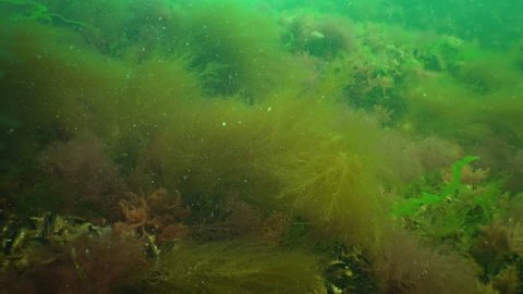 Invasive species, an invader in the Black Sea. Desmarestia viridis is a species of brown algae found worldwide. Ceramium, Enteromorpha, Polisiphonia.