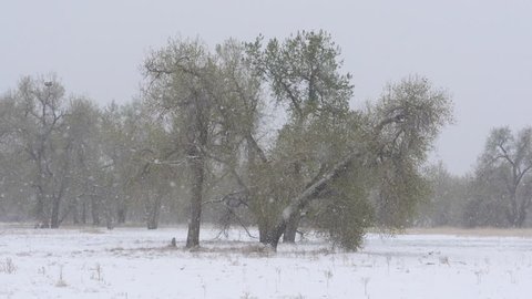 Big fluffy snowflakes in slow motion, in front of Cottonwood Trees. 150fps conformed to 29.97fps.