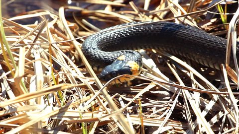 Grass snake in the wild. Grass snake sticks out its tongue and crawled through the dry grass. Close up 6