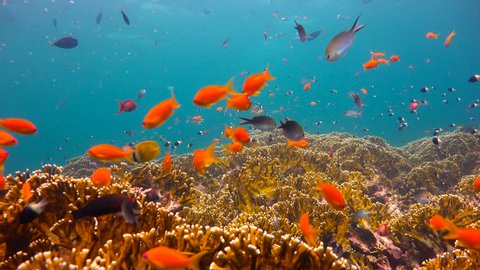 Colorful coral reef. Exciting diving off the island of Mafia. Tanzania. Of the Indian ocean.