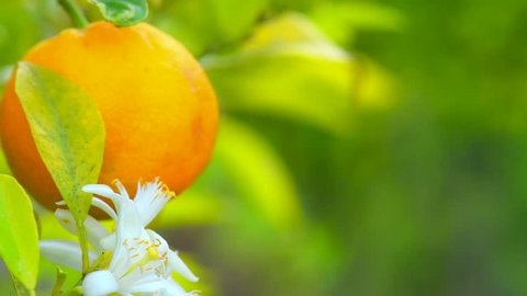 Ripe Orange Citrus fruits or tangerines hanging on a tree and blooming. Beautiful Healthy organic juicy oranges growing in Sunny Orchard. Orange Flowers. 4K UHD video 3840X2160