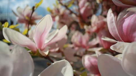 Beautiful pink and white flowers of magnolia bloom. Slider footage of Magnolia tree flowers. Sunlight Shining Through Flowers of Magnolia Tree. Magnolias close-up against clear blue sky on a windy day