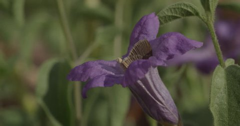 Moth In Flower Flies Away in 2K Slow Motion RAW
