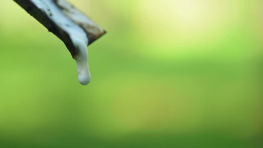 Close-up of the rubber latex drop from a rubber tree | Shutterstock HD Video #26479094