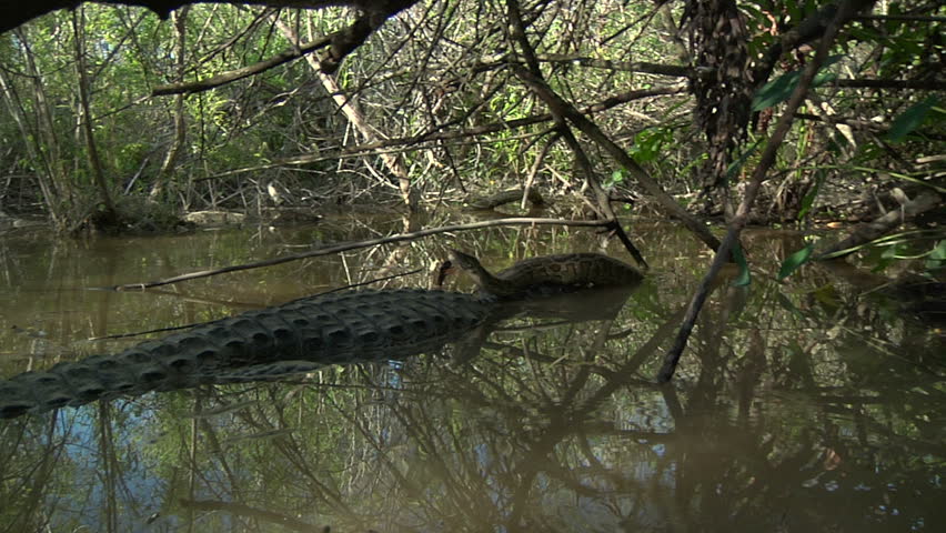 Entangled alligator and python
