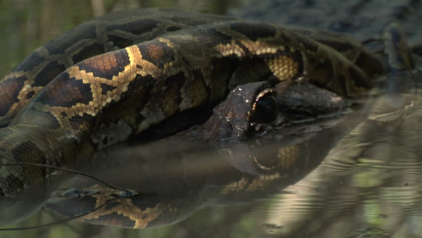 Entangled alligator and python