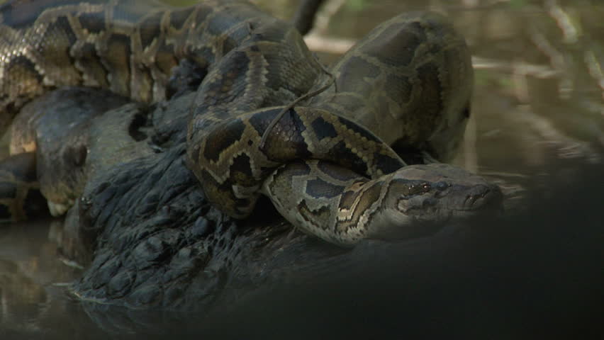 Alligator and snake fighting image - Free stock photo - Public Domain ...