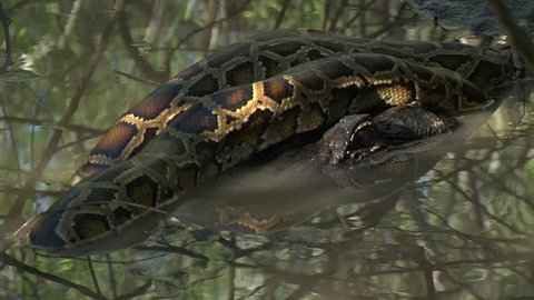 Entangled alligator and python