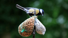 bird great tit parus major on fat ball and nuts

