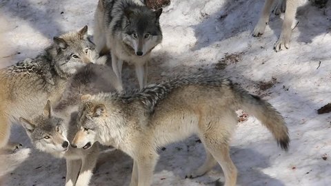 grey wolf pack being fed in zoo